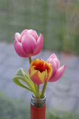 red tulips in the garden