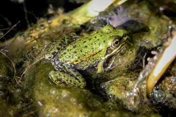 Nahaufnahme eines Frosch in einem Teich.