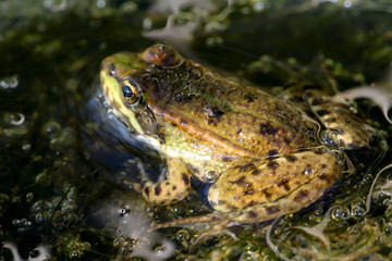 Nahaufnahme eines Frosch in einem Teich.