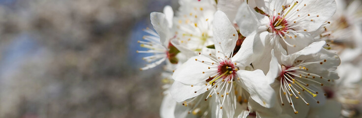 Apple tree blooms in white flowers