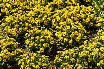 Gelb blühende Stiefmütterchen