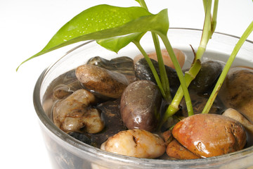 Organic Nature Green Leaf Home Decoration Closeup