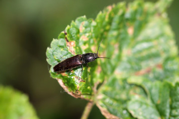 Ein Käfer auf einer Pflanze. Käfer gehören zu den Insekten.