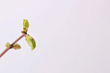 Branch with leaves on white background