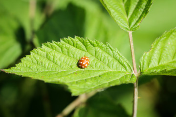 Die Marienkäfer sind halbkugeliger, flugfähige Käfer mit unterschiedlichen Farben und Punkten auf den Deckflügeln.