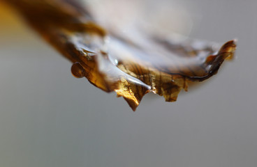 water drops after rain in the sun on a blurred background with fallen leaves
