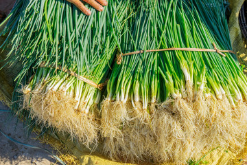 Tra Que village, organic vegetable field, near Hoi An old town, Vietnam