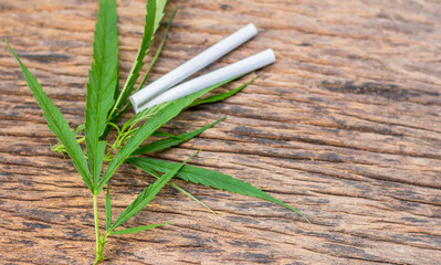 Cigarettes stuffed with dried marijuana and fresh marijuana leaves on old wooden floors,medical marijuana concept.