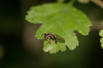 Nahaufnahme einer Fliege auf einer Pflanze.