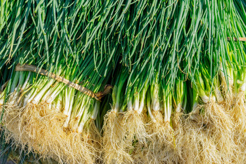 Tra Que village, organic vegetable field, near Hoi An old town, Vietnam