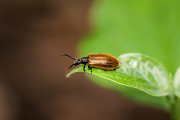 Ein Käfer auf einer Pflanze. Käfer gehören zu den Insekten.