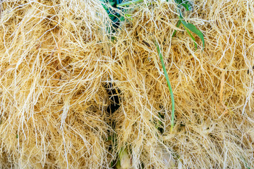 Tra Que village, organic vegetable field, near Hoi An old town, Vietnam