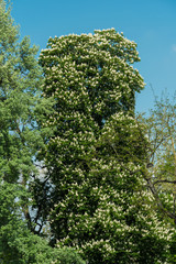 Blühender Kastanienbaum