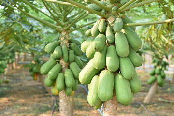 Papaya fruit on papaya tree. 