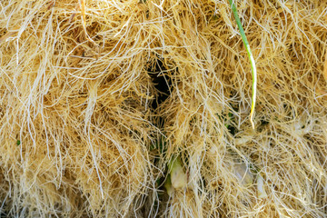 Tra Que village, organic vegetable field, near Hoi An old town, Vietnam