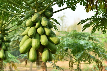 Papaya fruit on papaya tree. 