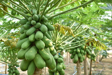 Papaya fruit on papaya tree. 