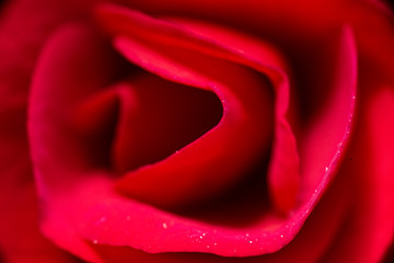 Red petals flower. Close-up. Macro.