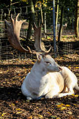 Portrait eines großen weißen Hirsch mit einem imposanten Geweih.