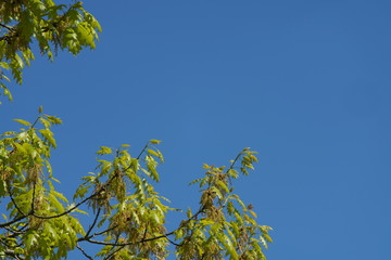 Eichen Blätter im Frühling, Quercus rubra