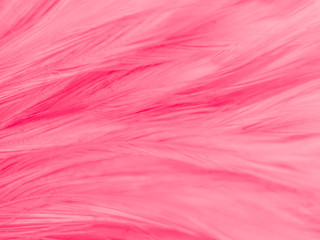 Beautiful abstract white and pink feathers on white background and soft white feather texture on pink  pattern and pink background, feather background, pink banners