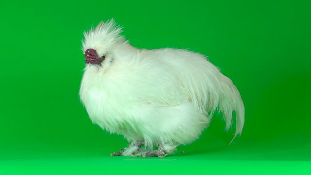 White Silkie hen at the green screen. Close up. Slow motion