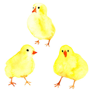 Watercolor little chicken set illustration isolated images on white background. Hand drawn painting collection.