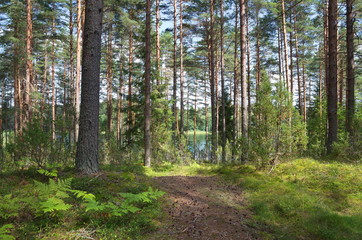 Obraz premium Nature of Seliger. Coniferous forest on the lake shore in the Tver region