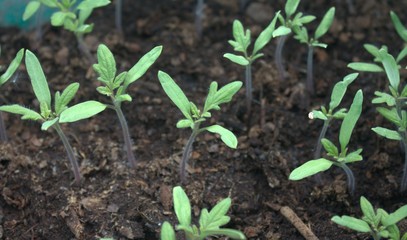 plants de tomate , en croissance 