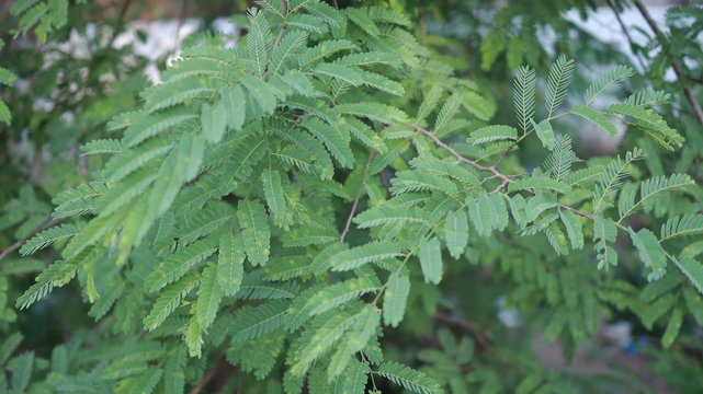 Tamarindus indica leaves on a tree