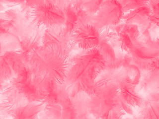 Beautiful abstract white and pink feathers on white background and soft white feather texture on pink  pattern and pink background, feather background, pink banners