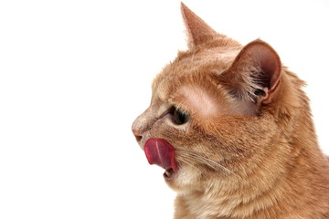 The red cat licks her lips. Cat's tongue close-up.