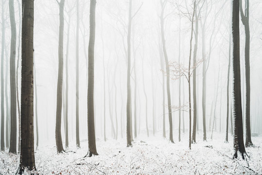 Bare Trees In Forest During Winter
