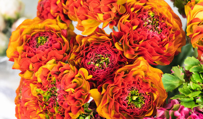 Beautiful red and orange ranunculus flower macro shot. Floral concept. Elegant flower close-up photo.