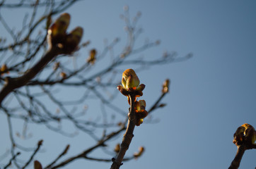 spring tree branches