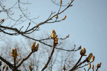 branch of a tree with buds