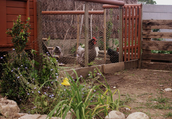 poulailler , enclos ,poules dans le jardin © Patryssia