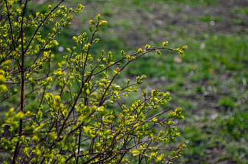 green leaves in the garden