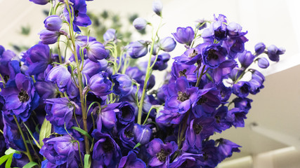 Beautiful purple delphinium flower macro shot. Floral concept. Larkspur flower close-up.