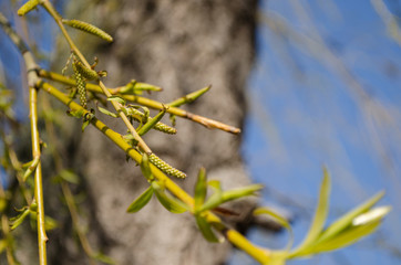 green grass on a branch