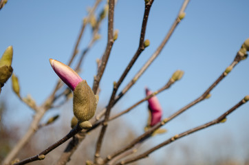 spring buds on a tree