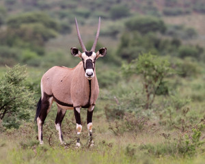 One gemsbok with long,straight horns walking in the lush green veld of Mokala National Park, South...