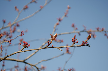 red berries on a branch