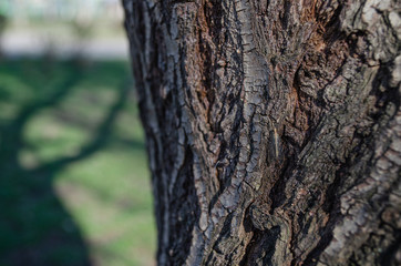 bark of a tree