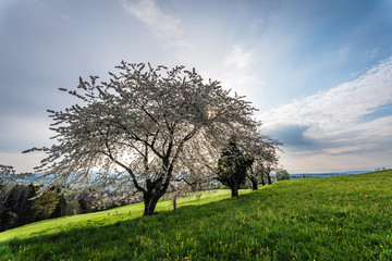 apple tree in spring