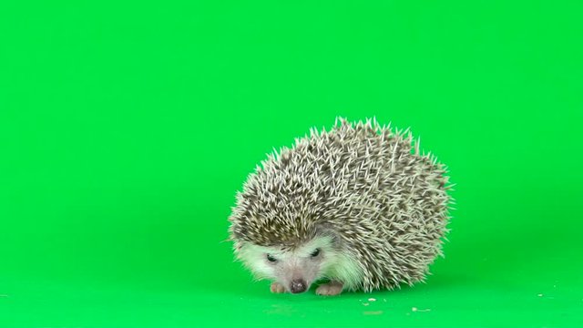 Curious hedgehog is walking and sniffing on a green background at studio. Slow motion.