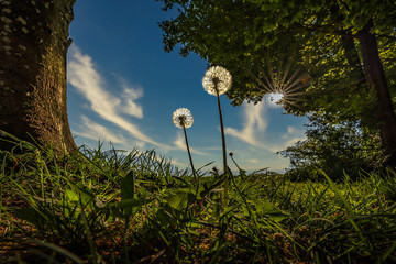Pusteblume am Waldrand