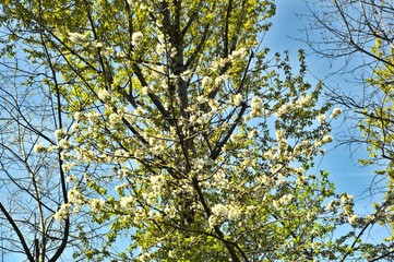 Spring. White flowers on the tree.