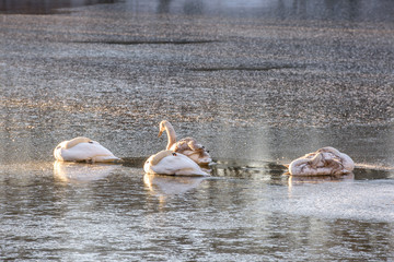 Schwäne auf dem zugefrorenem See