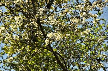 Spring. White flowers on the tree.